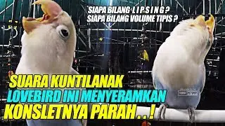 SIAPA BILANG LIPSING ? KONSLETNYA PARAH.. ! LOVEBIRD INI MENYERAMKAN SUARA KUNTILANAK | VOLUME KERAS