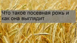 Что такое посевная рожь и как она выглядит