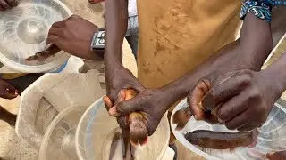 How long can you hold an electric fish