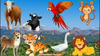 The Life of Animals: Cat, Tiger, Lion, Duck, Monkey, Cow, Dog - Animal Videos