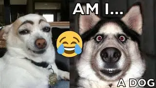 🐶 😂 Funniest Animal Videos Try not to laugh