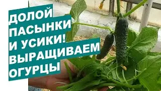 Как мы формируем большой урожай огурцов? Начало. How we create a large harvest of cucumbers