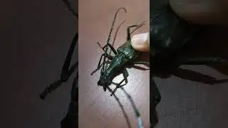 Binatang monster#shortvideo #waldipgoa