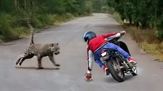 Interesting Animal Moments Caught On Camera !