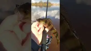 СПИННИНГ С ДВУМЯ ВЕРШИНАМИ. РАСПРОДАЖА! SUNDAY BIS. Рыбалка. Ловля окуня на Волге. 