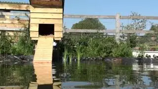 Memorable Moment: A Wild Mallard Duck & Her sweet, chirping little ducklings