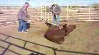 Little Red Cow Needs Help Getting Up