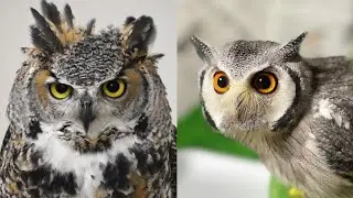 OWL BIRDS🦉- A Funny Owls And Cute Owls Videos Compilation (2021) 