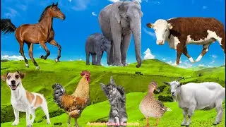 Beautiful Animal Moments: Chicken, Cow, Elephant, Dog, Cat, Duck - Animal Moments