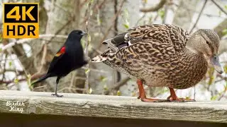 Cat TV for Cats to Watch 😺 A naughty bird kicks the duck's ass 🦆 Pigeons 🐿 8 Hours(4K HDR)