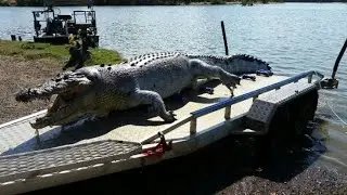 12 Species of Crocodile || From Smallest to Largest