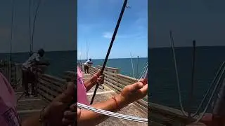 Catching a Pier GIANT and Eating it 🎣