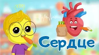 Тело человека для детей. Сердце. Развивающие мультики для детей и малышей