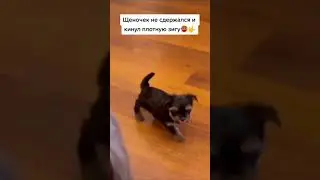 плотная зига 😂