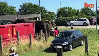 when circus animals attack compilation part 2