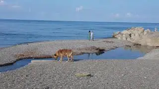 На зов Шарика вышла 