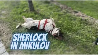 Basset day out in Mikulov - Sherlock the Basset