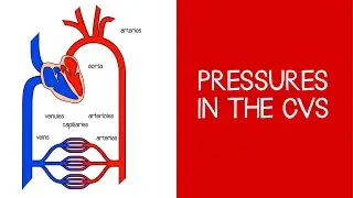 4.1 Cardiovascular: Pressures in the CVS