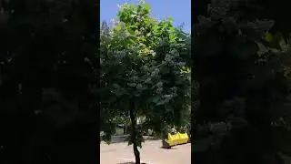 Одесса прямо сейчас +30🌳🌳🌳 21 июня 2023 #одессасегодня