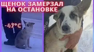 Отравленную собаку удалось спасти! Видеоотчёт!