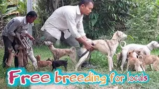 Breeding dogs does not have to run out of money, free breeding for locals