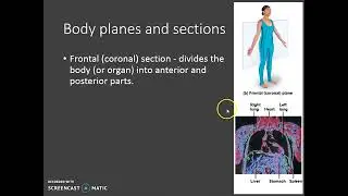 Body Planes and Sections