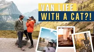 Van Life: How to TRAVEL in a VAN with a CAT!