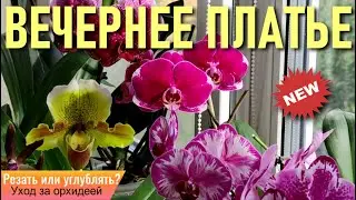 РЕЗАТЬ ИЛИ ЗАГЛУБЛЯТЬ? ЧТО ДЕЛАТЬ СО СТАРОЙ ОРХИДЕЕЙ? РЕАЛЬНЫЙ ОПЫТ И РЕЗУЛЬТАТ! ОХОТА НА ПОДУР!