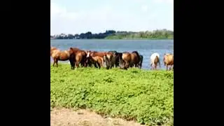 На водопой.