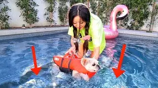 TEACHING MY DOGS HOW TO SWIM!