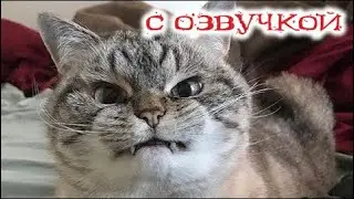 Приколы с котами! Самая смешная озвучка животных! ТЕСТ НА ПСИХИКУ! Угар до слёз!