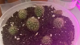 Рассуждаю о планах на рассаду 🌵🌱🌵