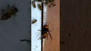 Asian Giant Hornet vs. Japanese Honeybees