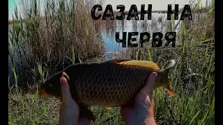 САЗАНЫ РВУТ ЛЕСКУ, весенняя ловля сазана в камыше