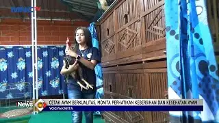 Wanita Cantik Asal Yogyakarta Budidaya Ayam Jago Petarung 