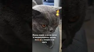 котики и кошки наша слабость #cat