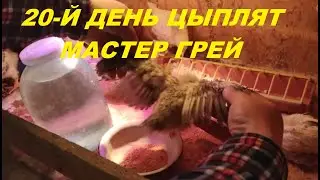 20-й день в брудере цыплят Мастер Грей