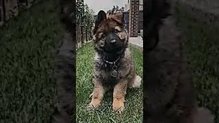 эдит (немецкая овчарка) Я вернулась!!! спасибо огромное за 1 к💗💋💘❤💖💖💖💖💖💖💓