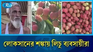 বাজারে আসতে শুরু করেছে সোনারগাঁয়ের রসালো লিচু  | Juicy litchi | Rtv News