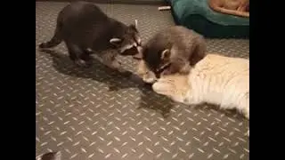 Pet Raccoon Hugs Cat - 1014454