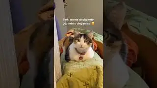 😂funny animal videos that i found for you #46😂