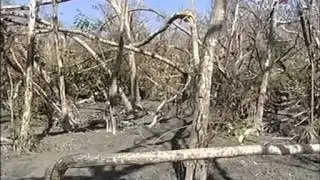 Вокруг Света   Бангладеш сундарбан, Перу ягуа, ЮАР зулусы