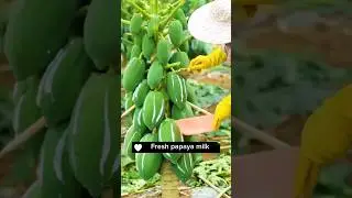 Collecting Papaya Milk #plants #agriculture