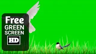 4k Grass green screen video | Bird green screen | Green screen grass video effects