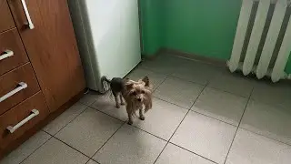 Наше тимчасове житло на Кіровоградщині. Знов переїхали?