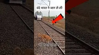 ट्रेन की स्पीड इतनी ज़्यादा थी कि मैं कुत्ते को हटा नहीं पाया 😭 