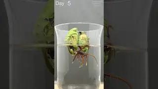 Mango Tree growing - 30 Days Time Lapse