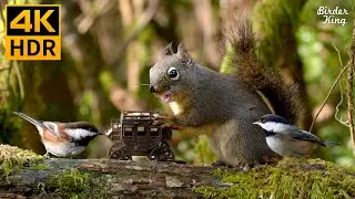 Cat TV for Cats to Watch 😺 The Secret Life of Fluffy Birds, Squirrels 🐿 8 Hours 4K HDR