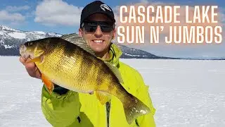 Cascade Lake Jumbo Perch Disappointment - Warning Trout Were Caught