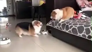 Диванные бойцы